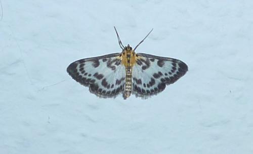 Anania hortulata